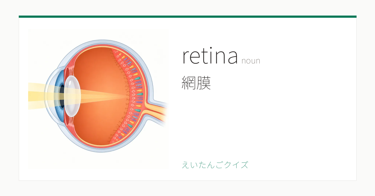 Retina Word retina の覚え方|網膜・意味・例文・英検1級